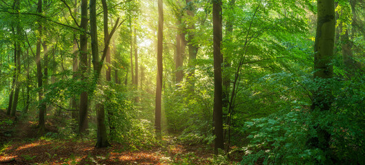 Wall Mural - Natural Forest of Beech and Oak Trees with Sunbeams through Morning Fog