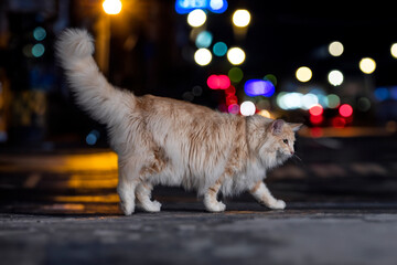 Canvas Print - Norwegian Forest cat