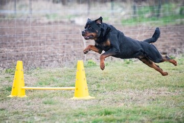 Poster - training of jumping