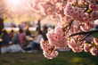  Tree with Japanese pink cherry flower blossom with blurry people celebrating Hanami festival in background