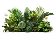 © Transparent png - green leaves of tropical plants bush (Monstera, palm, rubber plant, pine, bird's nest fern, succulent , ). isolated on transparent background . PNG, cutout, or clipping path.