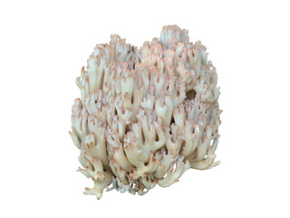 Canvas Print - Edible mushroom (Ramaria botritis)