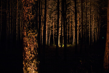Wall Mural - bark of tree at the dark forest at night. long exposure photo of tree bark