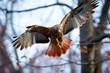 Red tail hawk