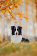 Border Collie Elegance: Captivating Photo Ready for Purchase