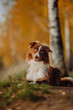 Chocolate Border Collie Elegance: Captivating Photo Ready for Purchase