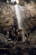 a company of five dogs of the Border Collie breed stand on a rock against the backdrop of a large beautiful waterfall
