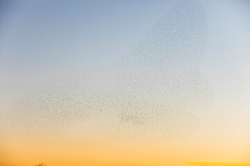 Starlings murmuration in Aiguamolls De L Emporda Nature Park, Spain