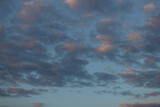 Fototapeta Niebo - niebo i ptaki