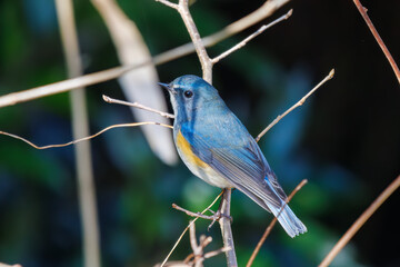 幸せの青い鳥、可愛いルリビタキ（ヒタキ科）。

日本国千葉県市川市、大町公園自然観察園にて。
2024年1月6日撮影。

A happy blue bird, the lovely Red-flanked Bluetail (Tarsiger cyanurus, family comprising flycatchers).

At Omachi park natural observation 