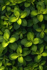 Poster - A close-up view of a bunch of vibrant green leaves. Perfect for adding a touch of nature to any project