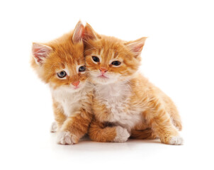 Poster - Two small kittens.