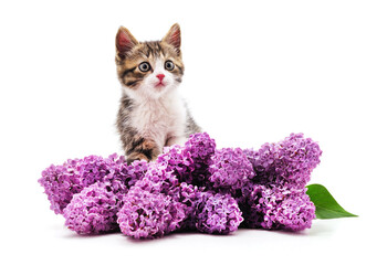 Canvas Print - Kitten and purple lilac.