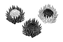 Set Of Protea Flowers Black Silhouettes Isolated On White Background