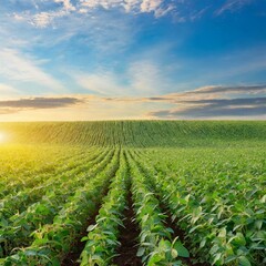  Fields of Light: Soy Plants and Field Bathed in the First Light