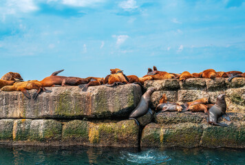 Wall Mural - The rookery of Steller sea lions. Group of northern sea lions resting on a rock. Nevelsk city, Sakhalin Island