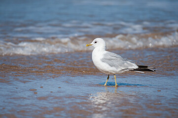 Poster - A common gull standing on the beach