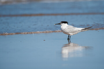 Poster - A sandwich tern standing at the beach