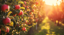 A Picturesque Setting Of A Fruit Orchard With Rows Of Apple Trees Laden With Ripe Apples During Golden Hour.