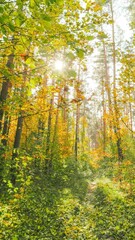 Poster - vertical Change Season From Green Summer To Yellow Colors of Autumn Forest Landscape. Sunset Time lapse Timelapse Beautiful Sun Sunshine In Autumn Woods. Sunlight Shine Through Foliage In Trees Woods