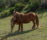 Fototapeta Konie - Couple of horses outdoors