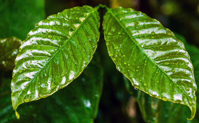 Wall Mural - Close up of Green coffee leaf background,coffee tree