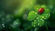 A ladybug crawls on a four-leaf clover, dew