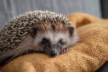 Domestic Hedgehog On The Sofa