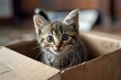 © Francesco - adorable stock photo of a kitten in a cardboard box