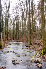 Poster - Frost im Wald