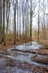 Poster - Frost im Wald