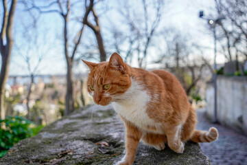 Sticker - stray cat of istanbul street portrait