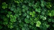 Leinwandbild Motiv Green background with three-leaved shamrocks, Lucky Irish Four Leaf Clover in the Field for St. Patrick's Day holiday symbol.