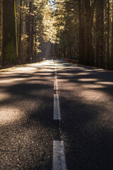Wall Mural - Street through the woods - An empty calm road passing through forest full of beautiful trees - no traffic and travel transport concept in scenery nature outdoor