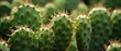 Beautiful green opuntia cactus. Closeup photo of cactus plant with sharp thorns.