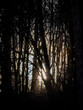 Sonnenlicht scheint durch die Bäume im Wald