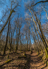 Canvas Print - Bois de Planches en hiver à Neuville-sur-Ain, Revermont, France