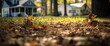 Typical suburb background. late autumn. front yard. Soft focus shallow depth of field background.