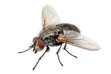 Close Up Of Housefly Insect Isolated On Transparent Png Background, Entomology Collection, Anatomy Of Insect Concept.