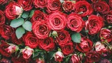 Fototapeta Kwiaty - Scarlet Splendor: Red Roses Flower Wall Background