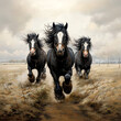 Black Shire Horses galloping in open field.
