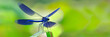 Gebänderte-Prachtlibelle (Calopteryx virgo) sitzt auf Pflanze, Panorama