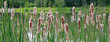Rohrkolben (Typha) Pflanzen mit Blütenstand am See, Panorama 