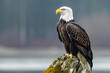 © Nataliia_Trushchenko - A closeup of a (bald ) sea eagle looking straight into the camera, Bald Eagle X. Bald headed eagle, side profile.