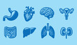 Anatomy of organs and systems set: Stomach, heart, brain, lungs, intestines, liver, kidneys, uterus. Simple blue icons	