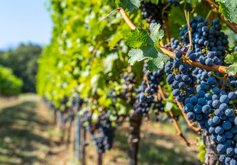 Wall Mural - blue merlot grapes in green vineyard