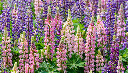 Wall Mural - floral background from a field of pink and purple lupins