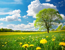 Beautiful Meadow With Yellow Dandelions And Tree Isolated White Clouds