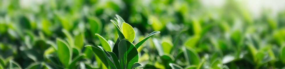 Wall Mural - select focus natural green leaf. tropical leaves on blurred background of other leaves