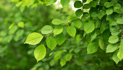 Green, fresh leaves on the tree in the forest at summer. Green background concept. organic texture with copy space